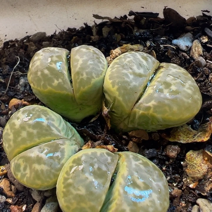 97多肉植物百科茧型玉