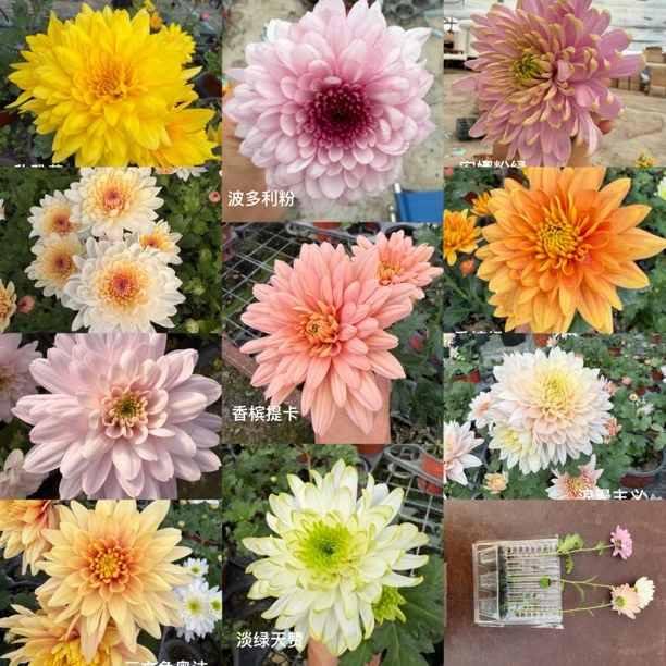 切花菊小苗泡泡熊三文鱼多颗组合卖