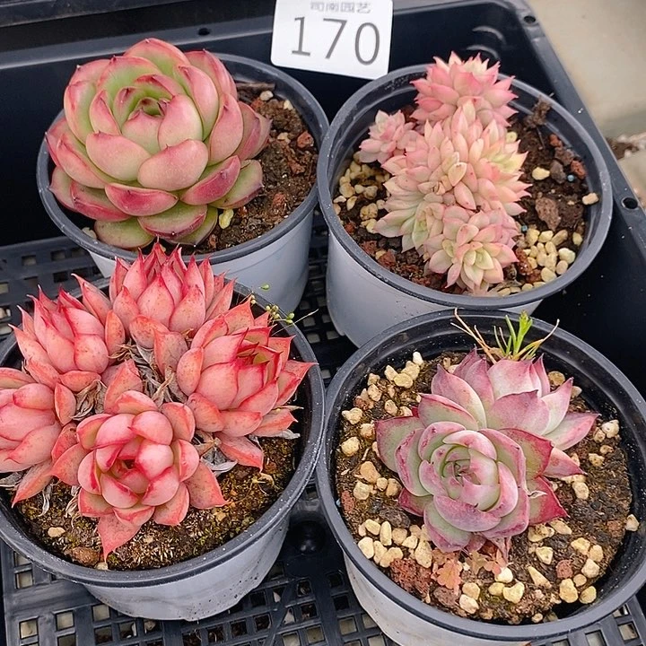 170 多肉植物盆栽花卉植物