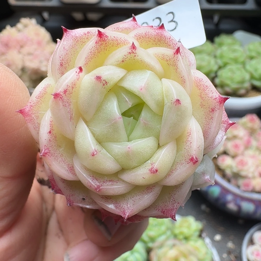 一物一拍一物一拍1213-933