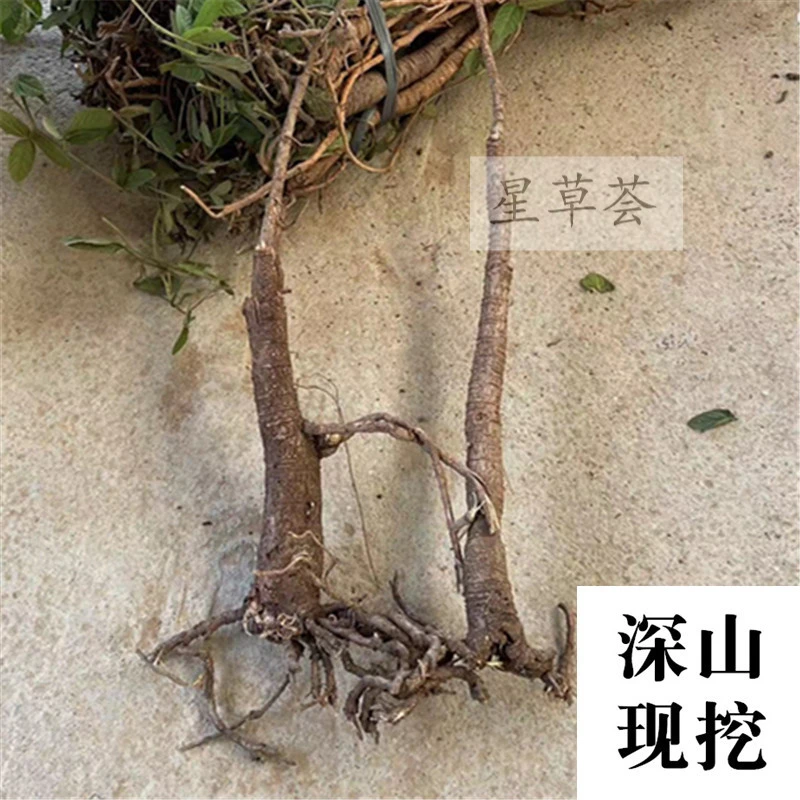 【千斤拔】小叶红皮老根新鲜现挖根茎千斤拔菜整条大货老根直播现称