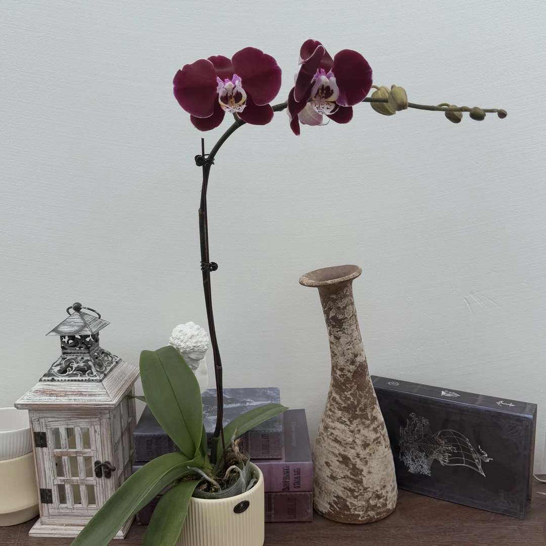 TOP FLOWER/上花 幻影 紫红色大花【八月新品】