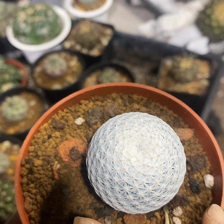 实生白鸟仙人球专拍