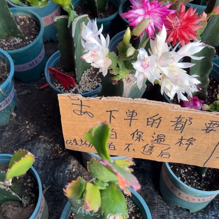 木***~52号082重瓣花花，666666