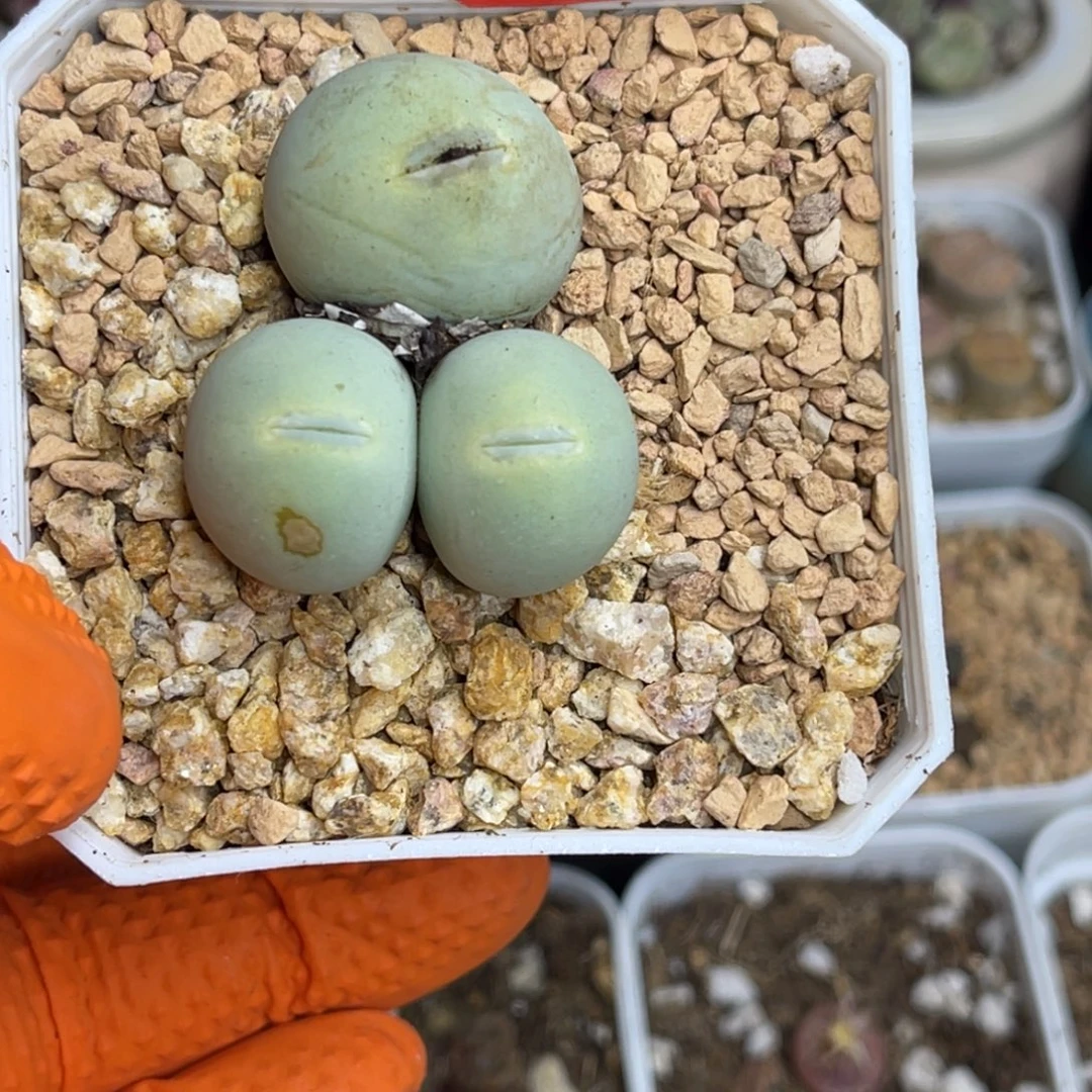多肉植物一物一拍33