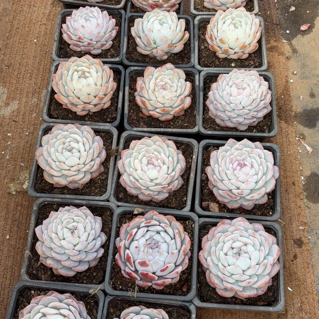 山至妹妹的17个中号雪天使