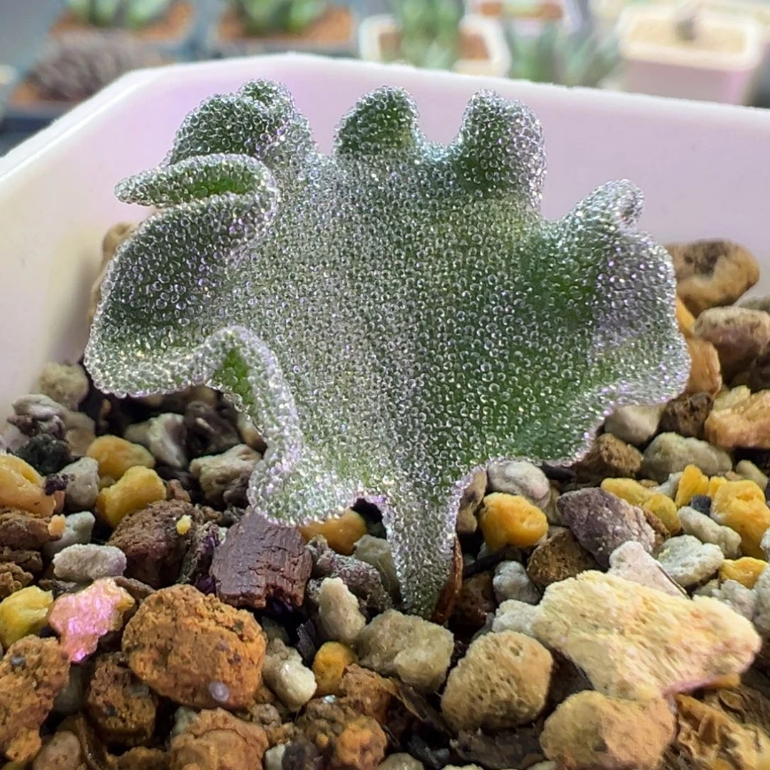 冰晶海带  肉锥植物