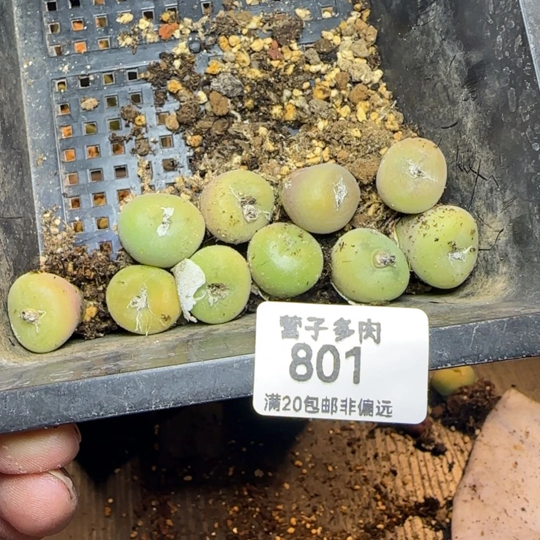 画**空卡母本。