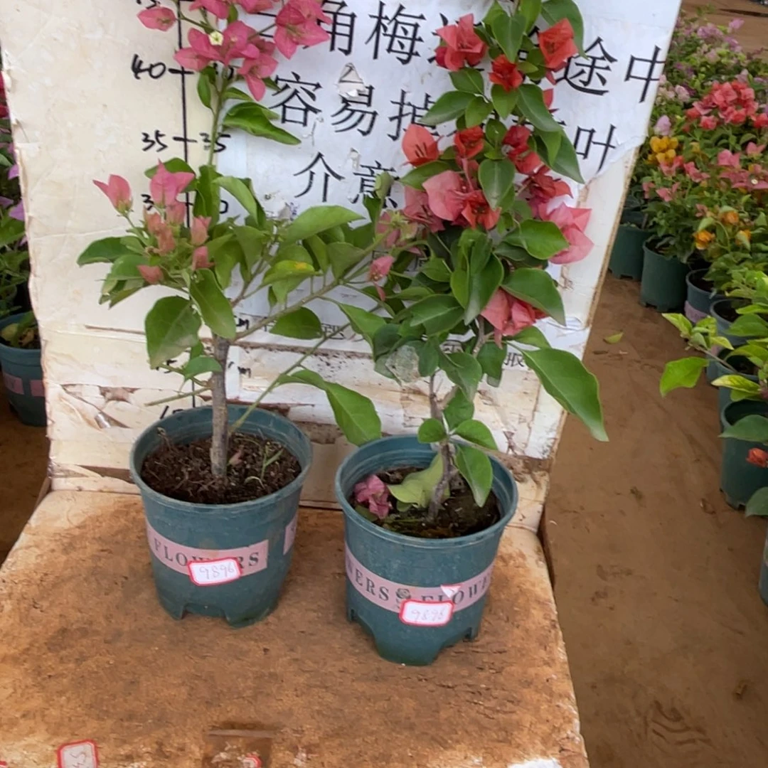 淡***姐当前无花栽培后可以开花7-0554