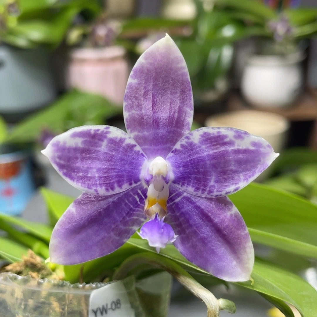 完全开放YW08，2.5杯开花株