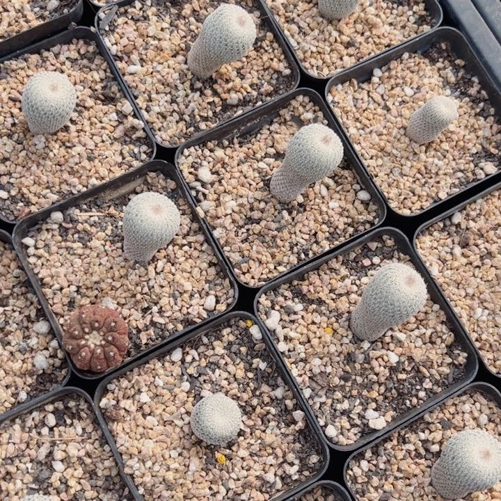 实生伊朗丸仙人球开花