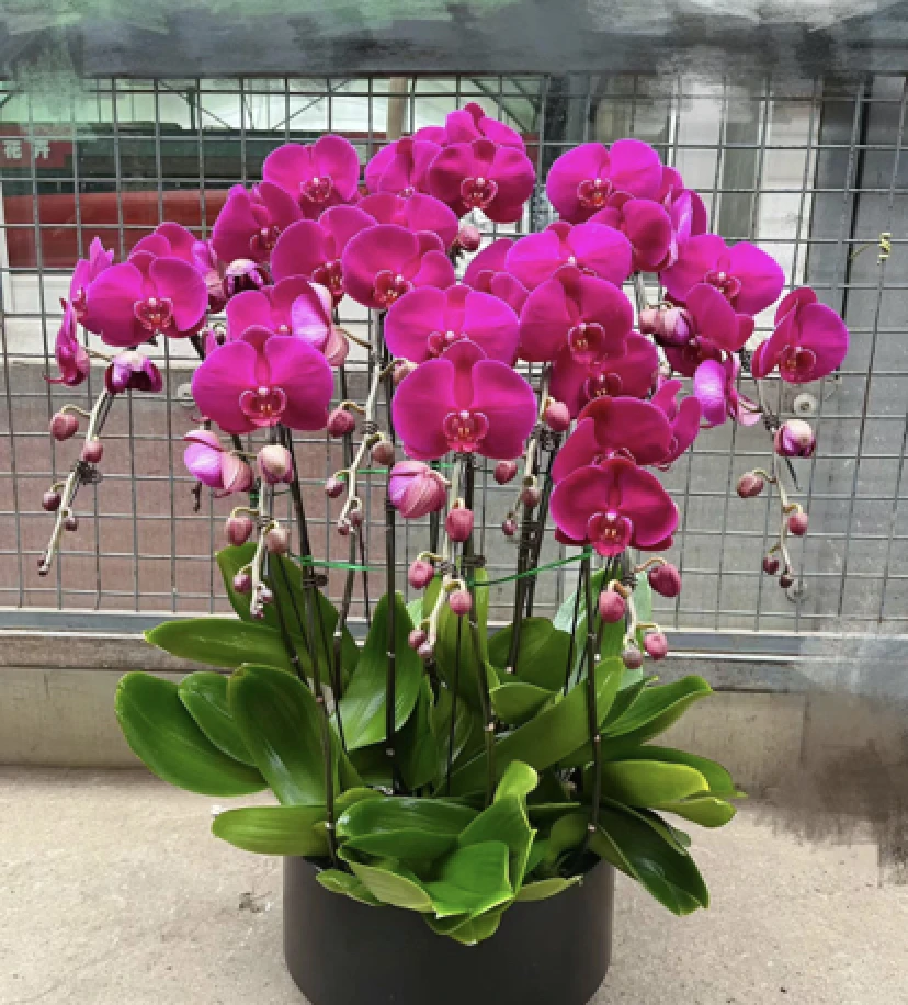 精品蝴蝶兰年销10颗组盆，山东省内保温车配送到小区门口