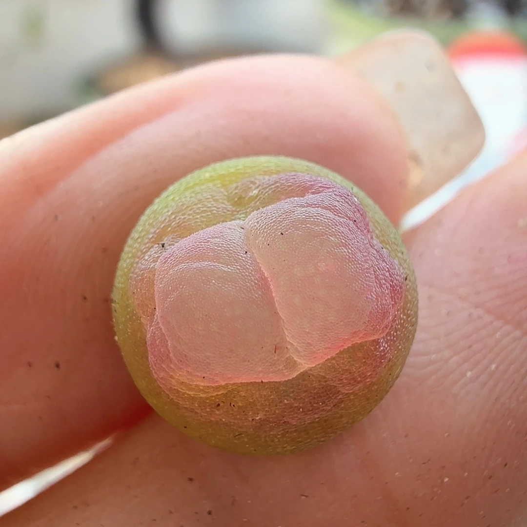 D****k2.1.70/Sh2606紫皮拉登