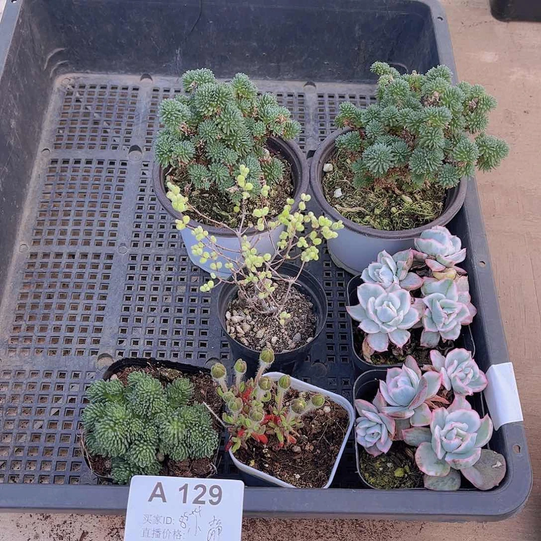 多肉129多肉植物