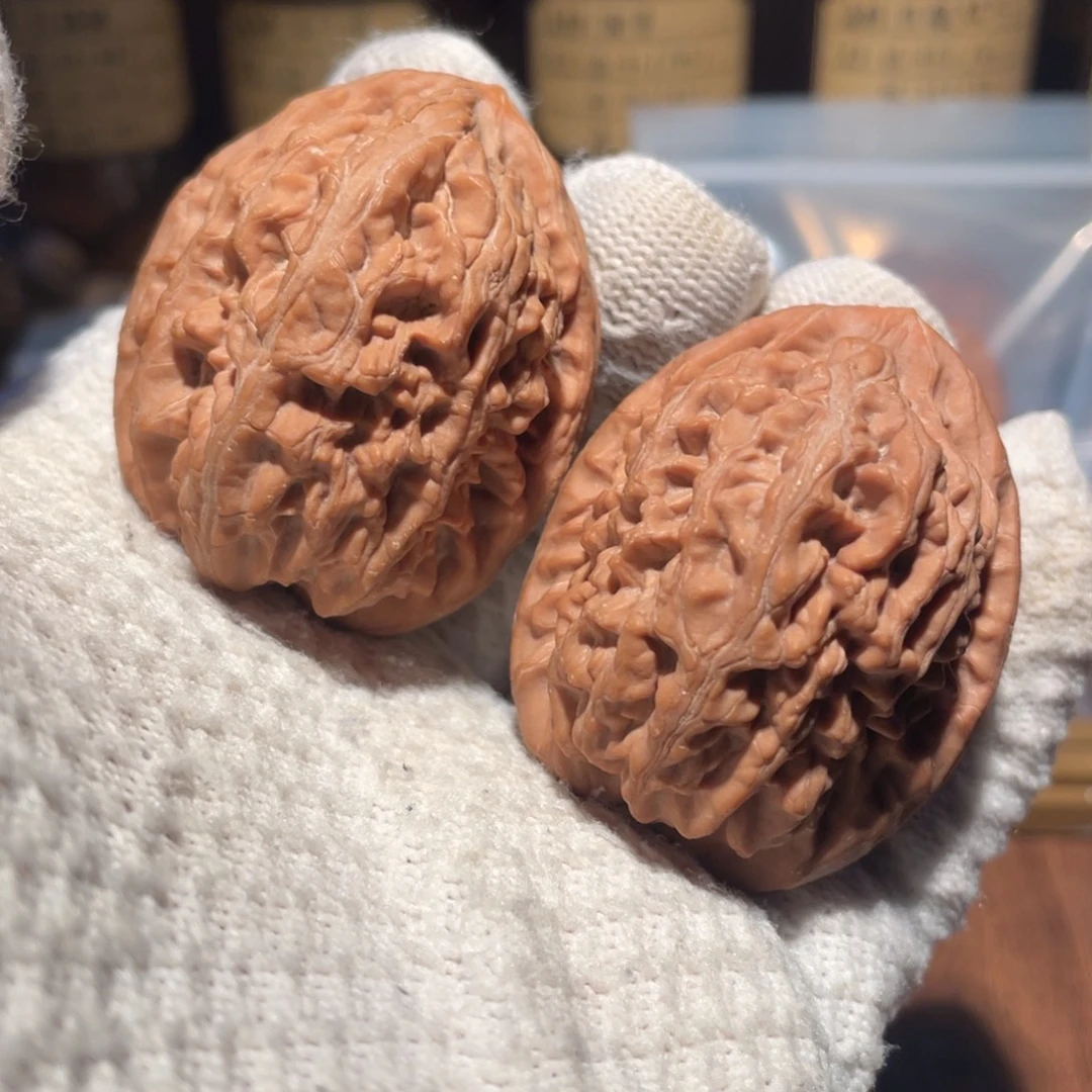 核桃43洪锦鲤mmmmm