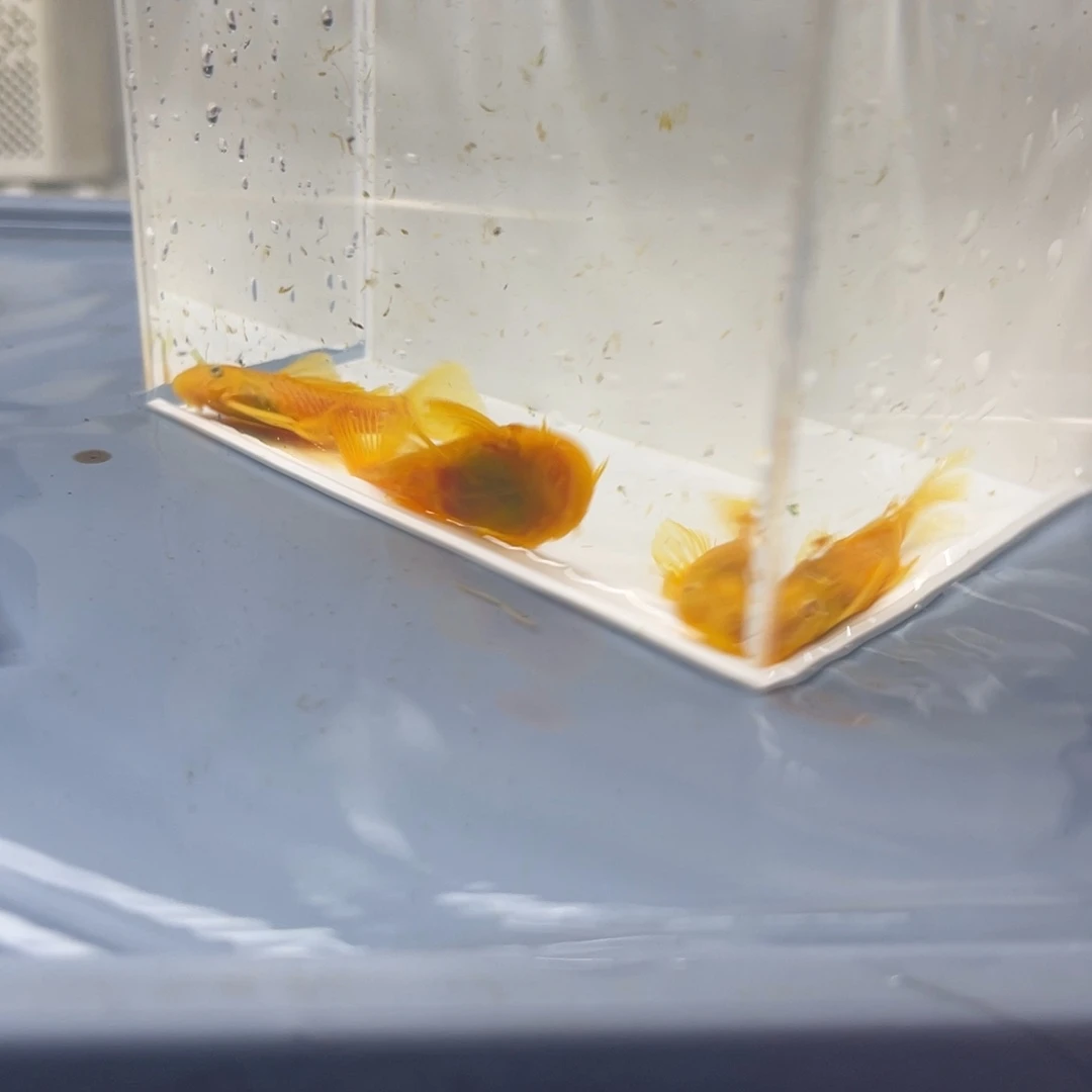 孔雀鱼胡子一公俩母开箱视频报损