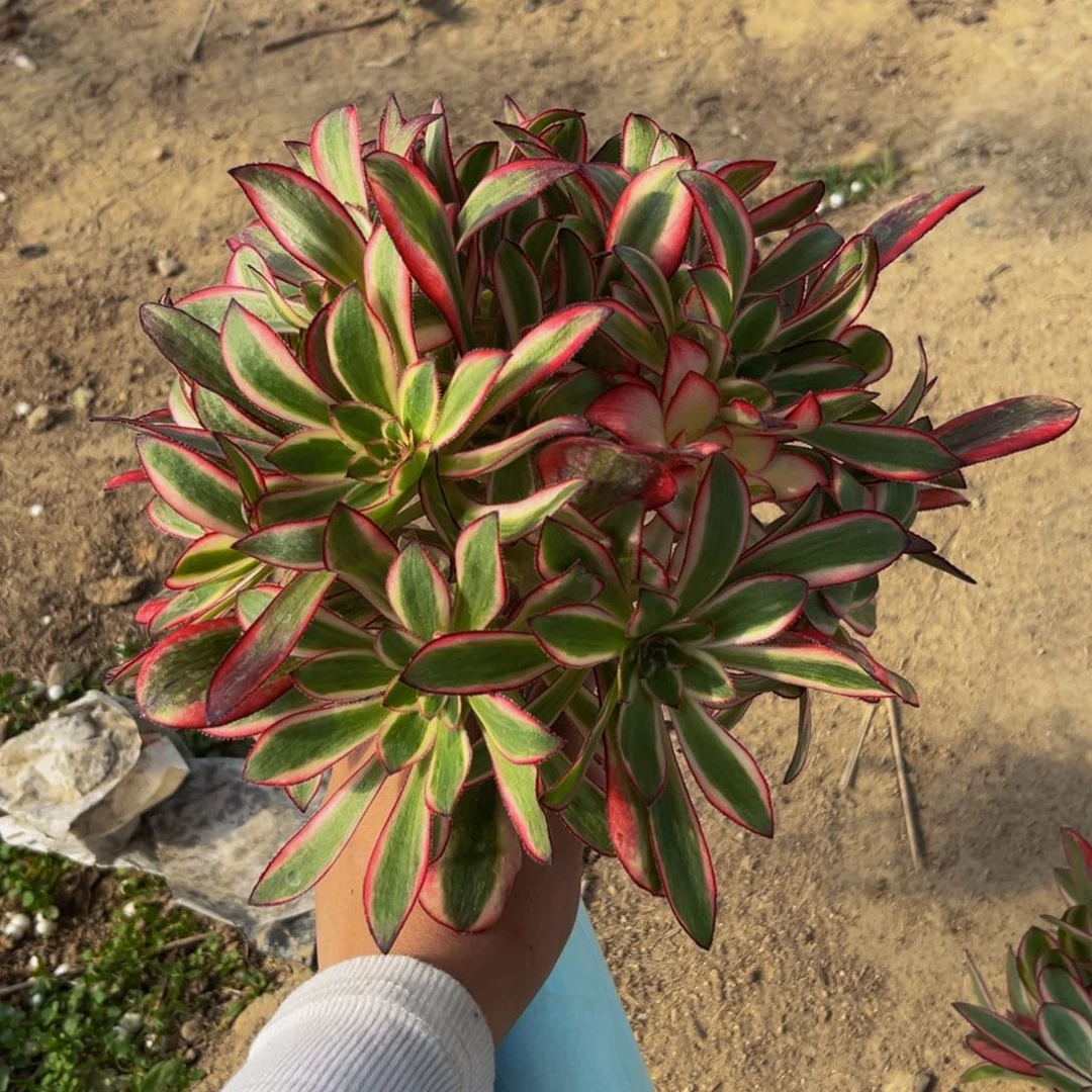 香奈儿绣球多肉植物捧花