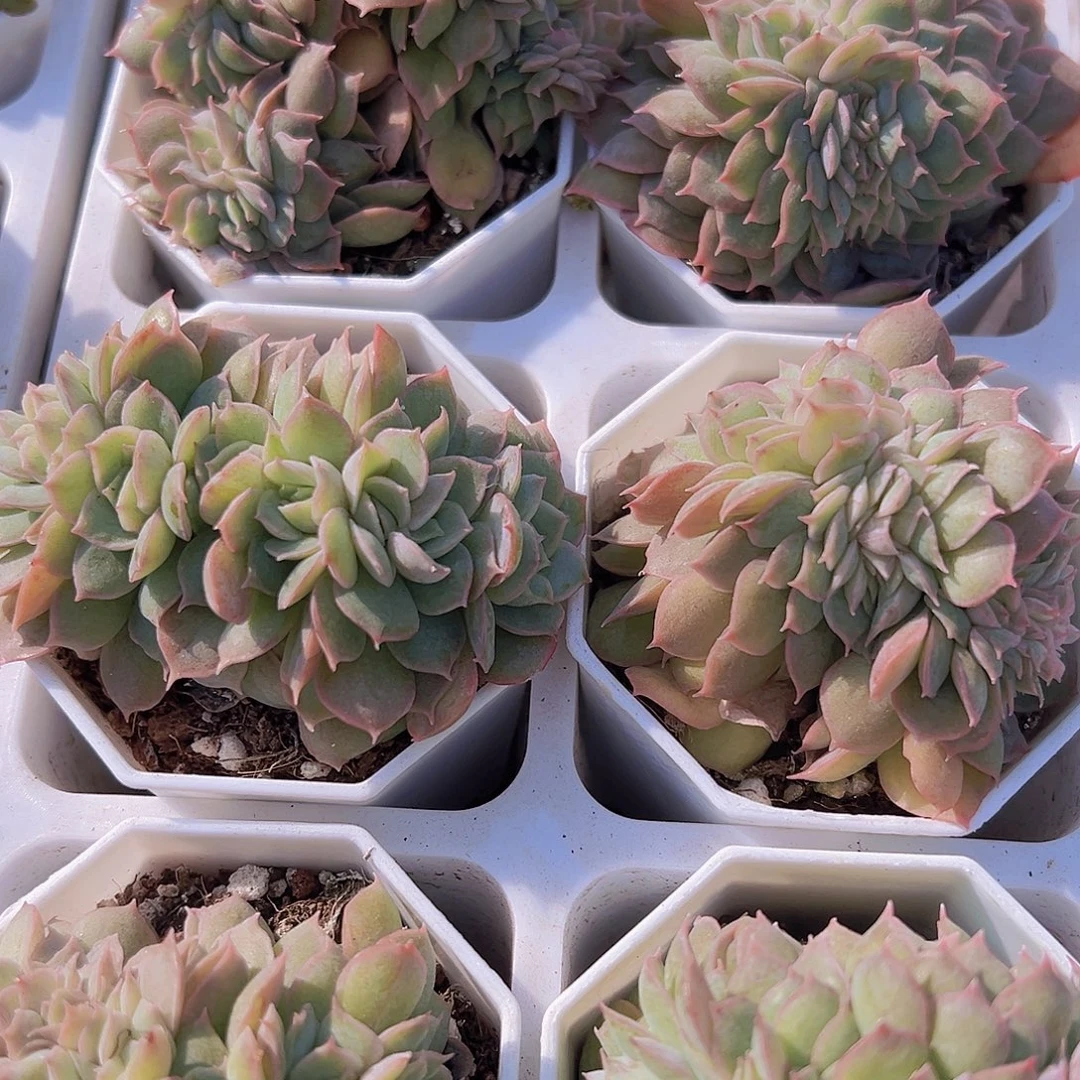 昂斯诺缀化19包邮多肉