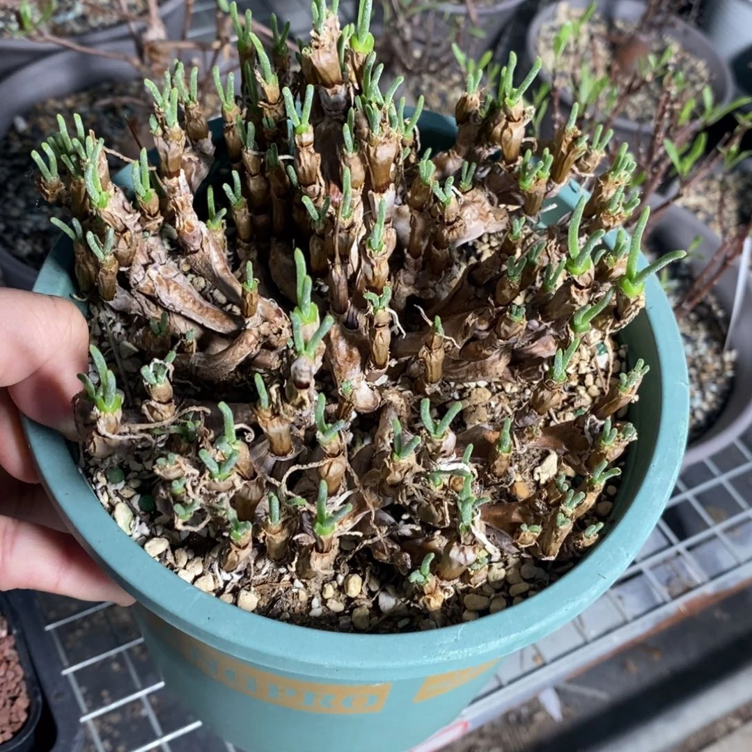 碧光环小兔子一个