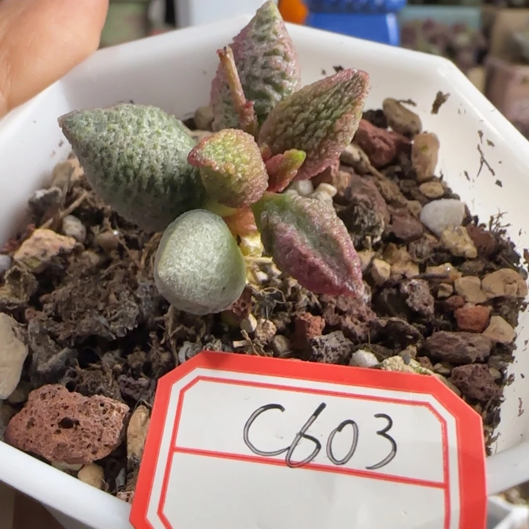 福利。      603。