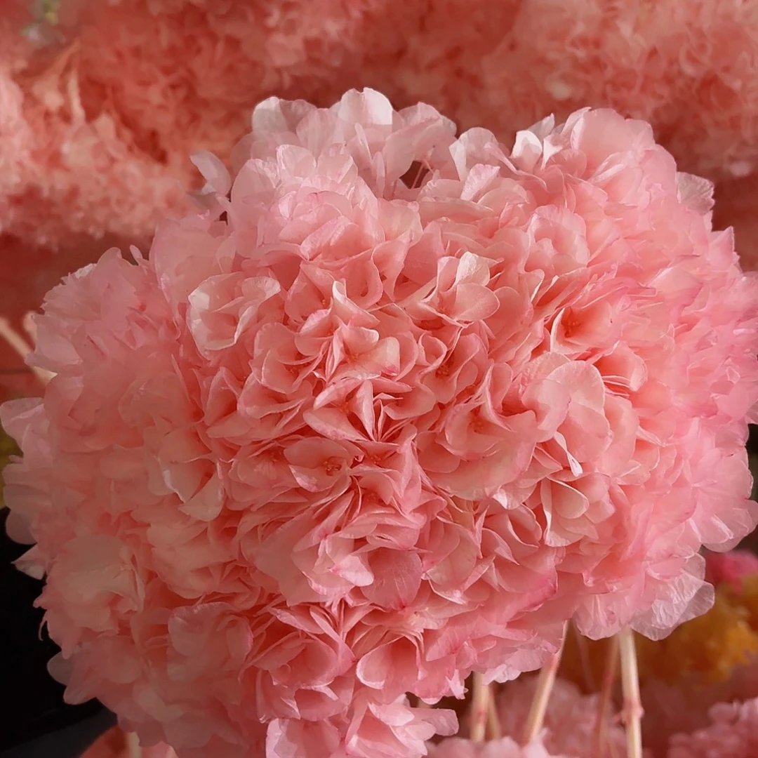 永生大叶绣球1枝 樱花粉