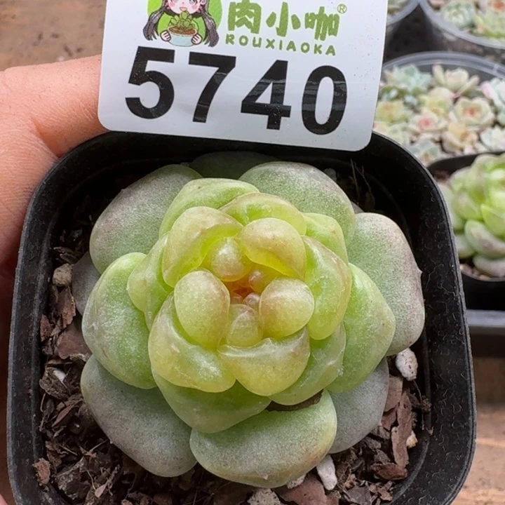 L**n多肉植物多肉植物