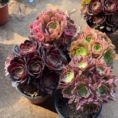 233多肉植物组合