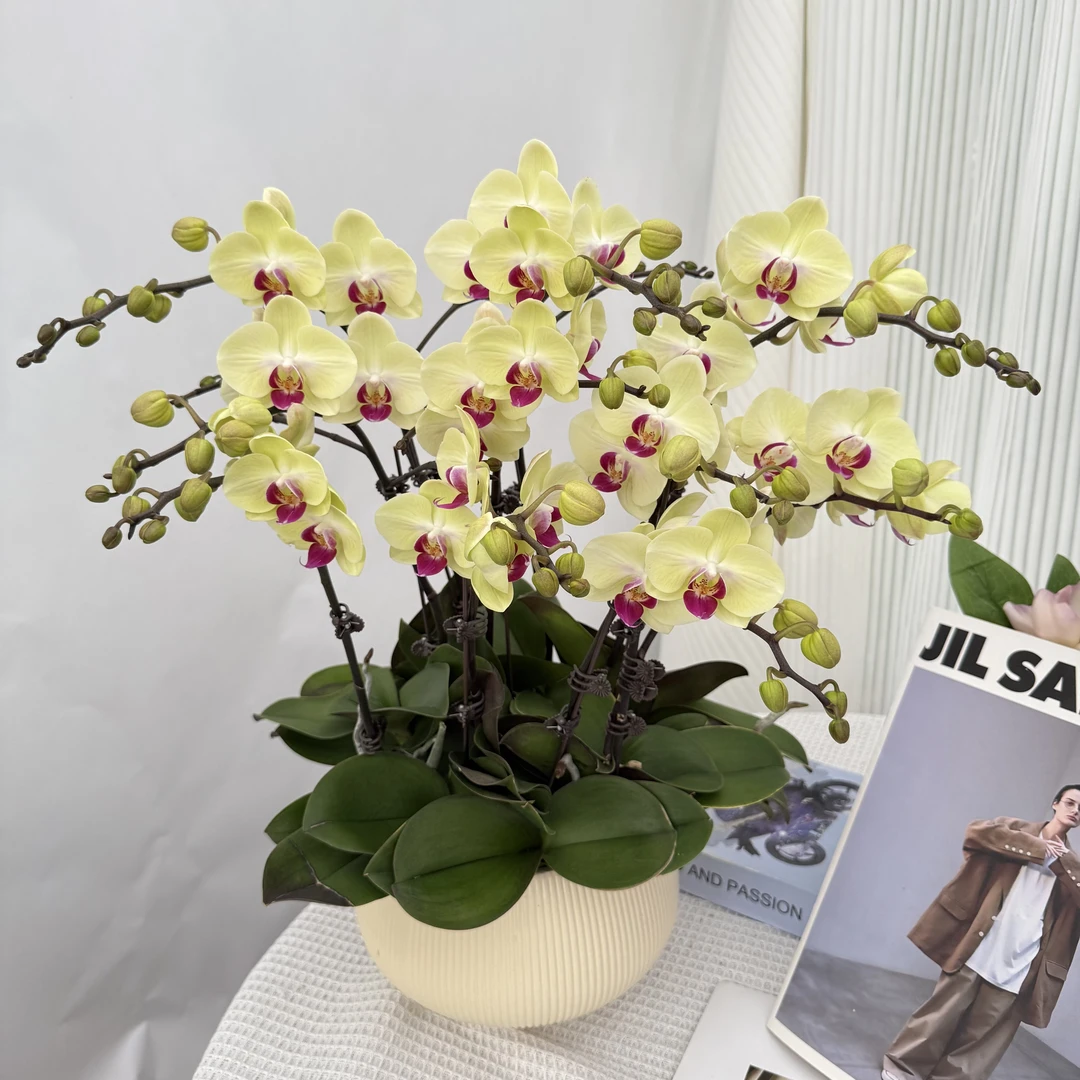 蝴蝶兰《金碧辉煌》高端送礼 黄色系花色 带花带花苞 耐养好养