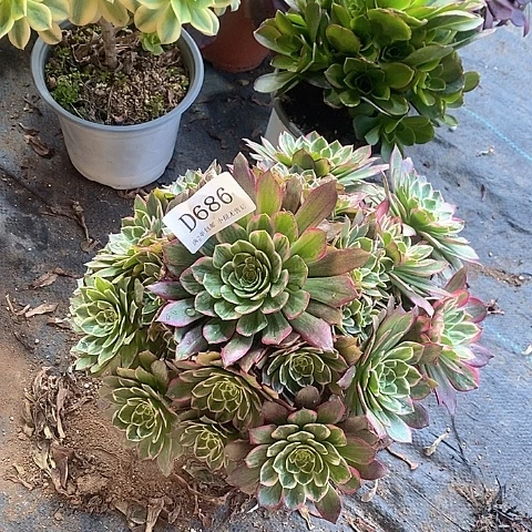 686莲花多肉法师锦