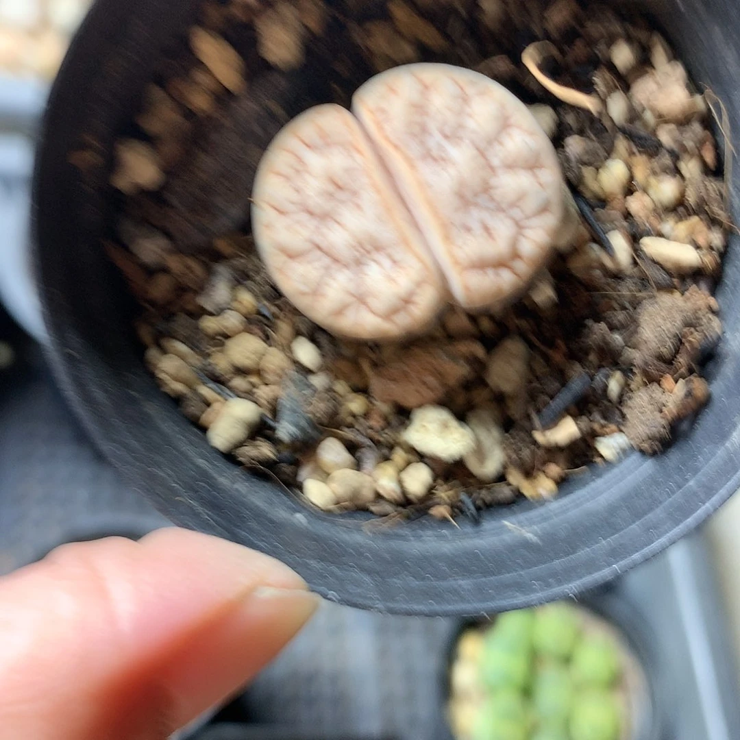 K473多肉植物保护