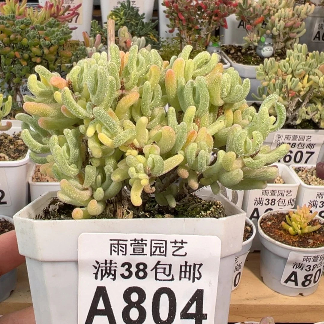 2-804橙叶白锦带一点拉丝锦七方盆2年老桩