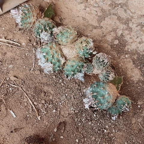 浔*4颗安德森仙人球