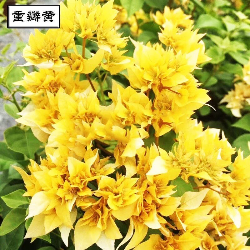 重瓣黄金 大苗好养易开花花卉基地  不带花