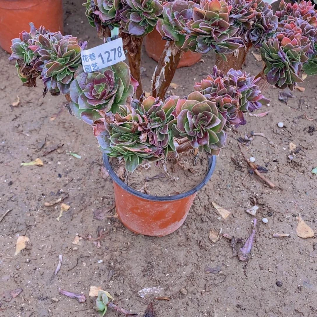 1278 号一物一拍多肉植物