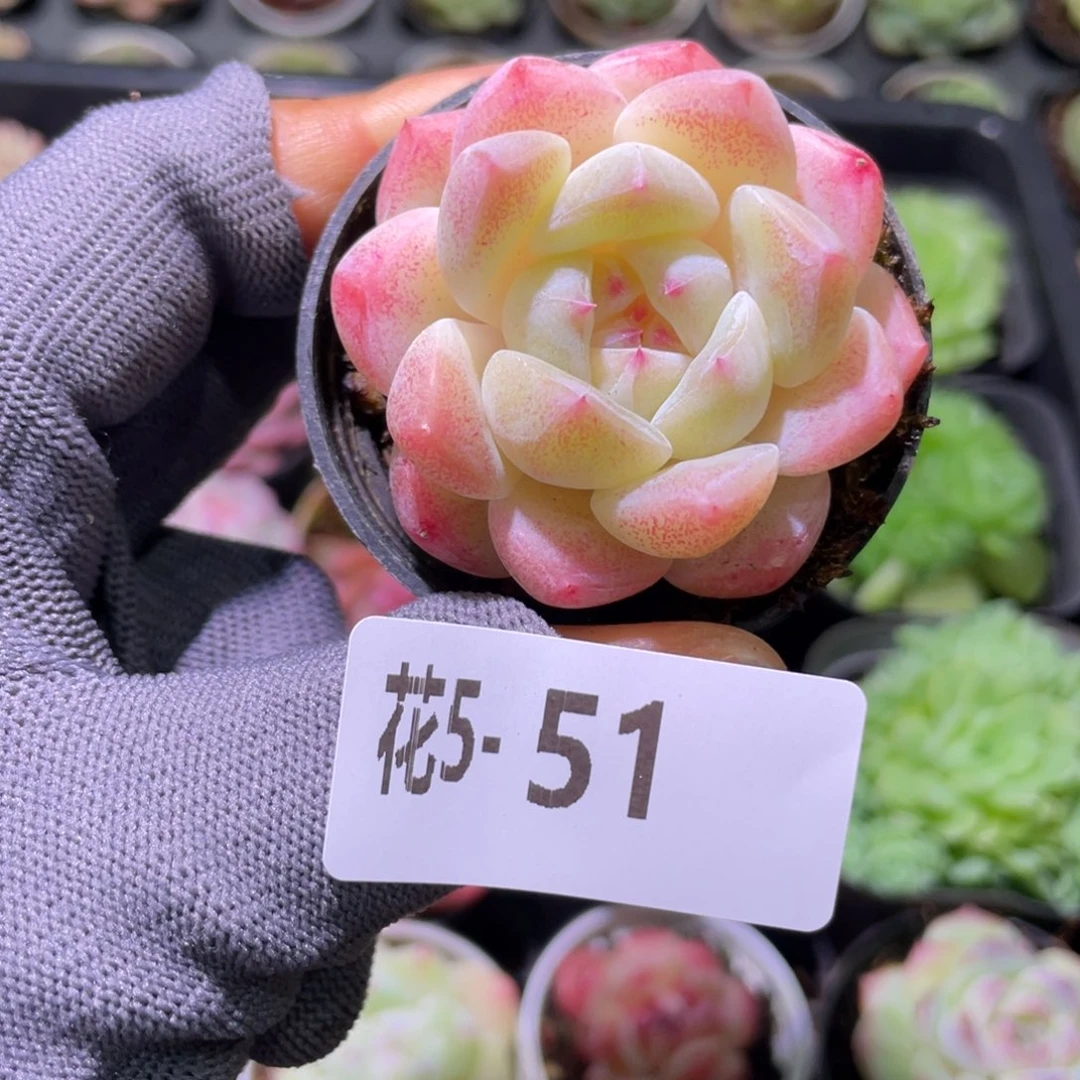 花利美 5-51冰娃娃