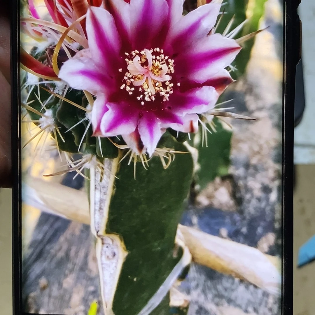 振武玉侧芽歪20包邮/4公分