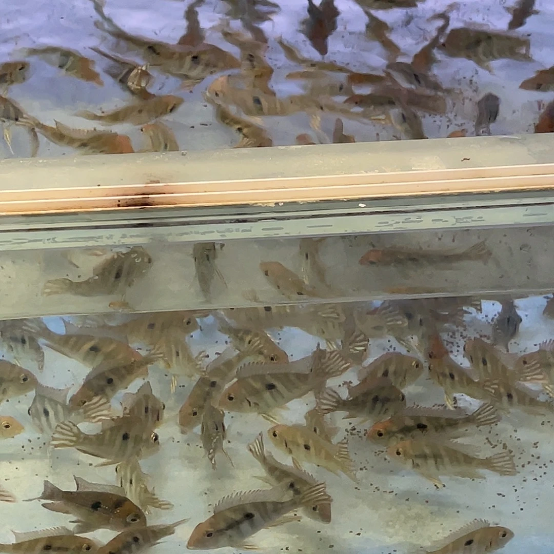 鼠鱼红头力两只到付不包邮