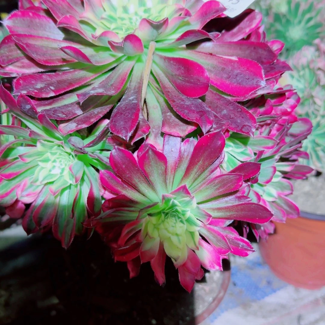 天合法师多肉545