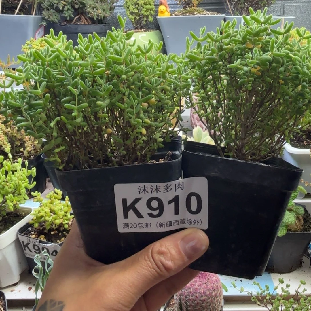 煲***）910蜜橘糖球组合福利