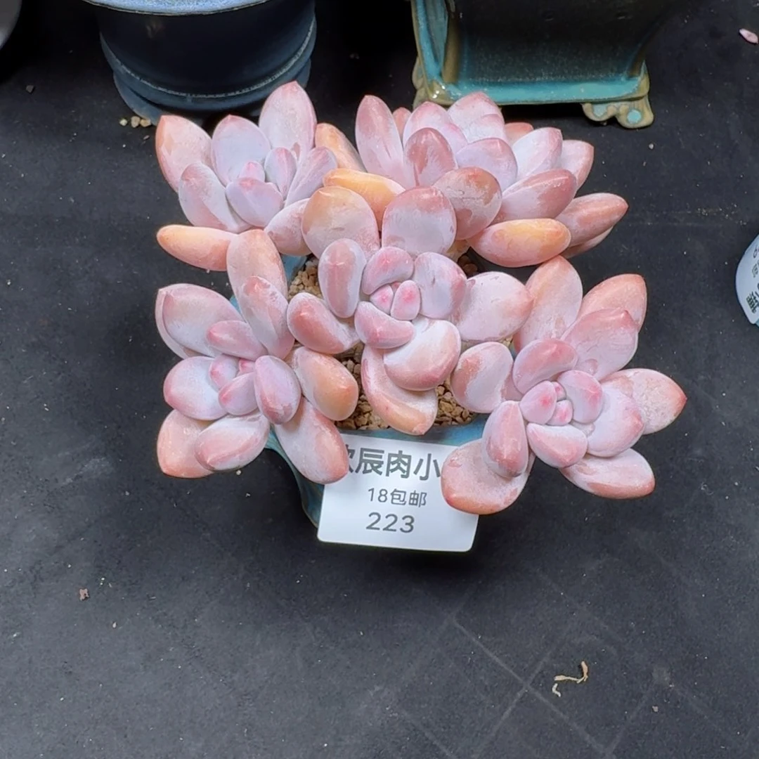 深****?多肉植物 223  香水