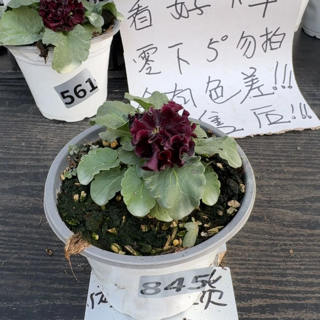 全部花朵845号礼服