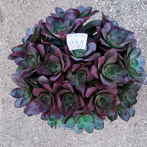 3.7-33魅斤多肉植物