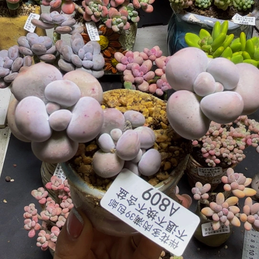 芭比奶酪809:8cm多肉