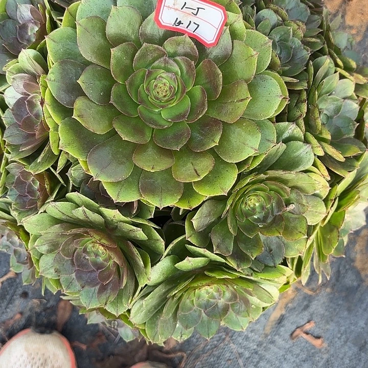 万拉丝多肉法师不包损17