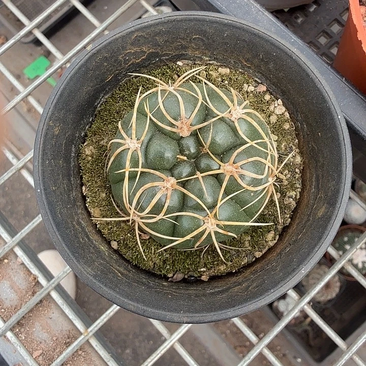 实生海王单头4仙人球