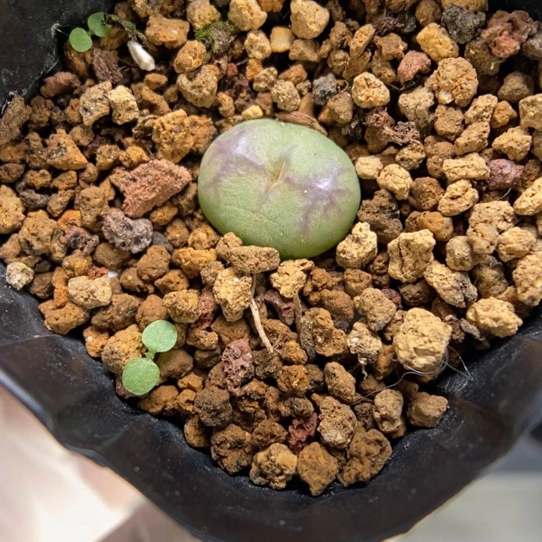 多肉植物肉锥杂交K-561