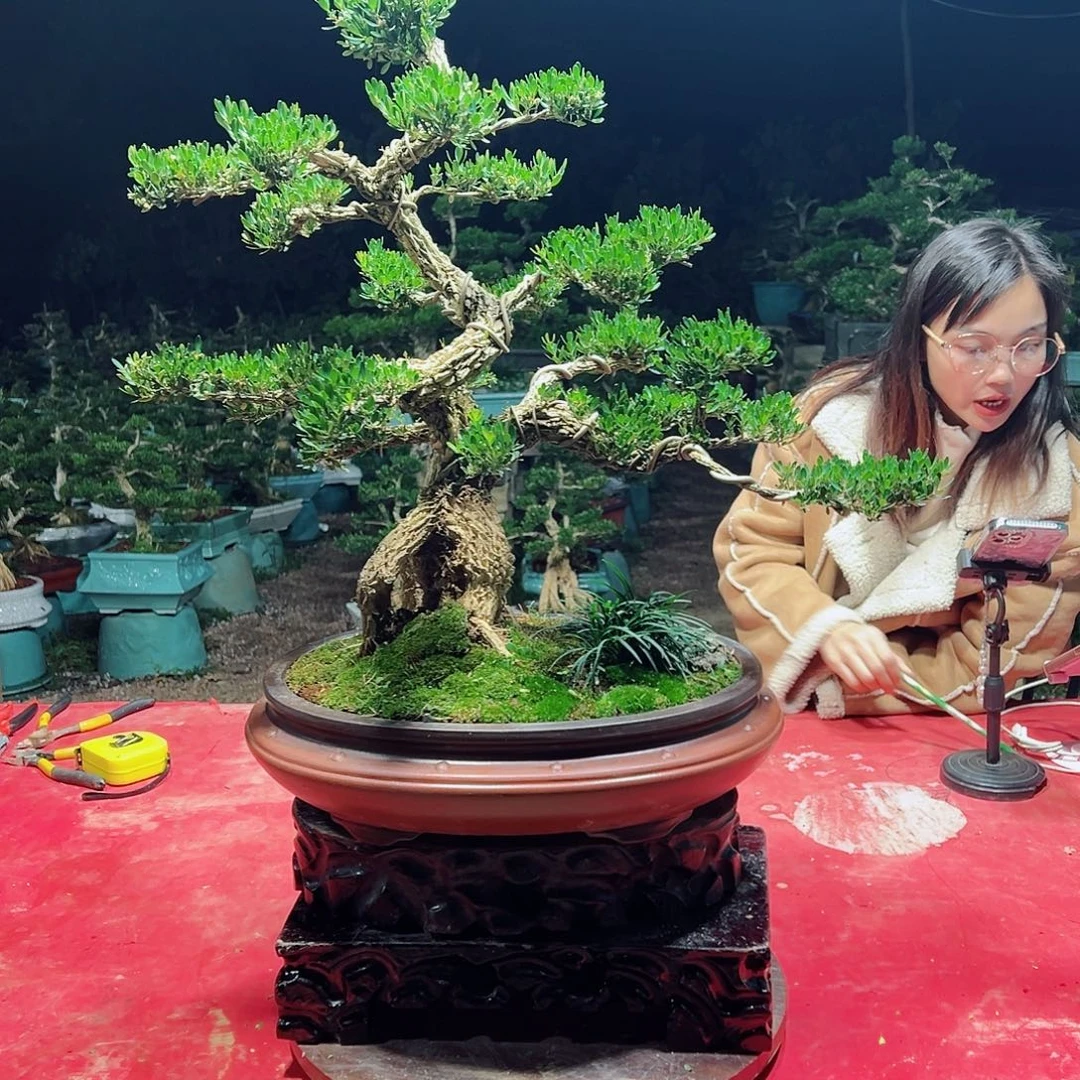 无花朵广东黄杨盆景