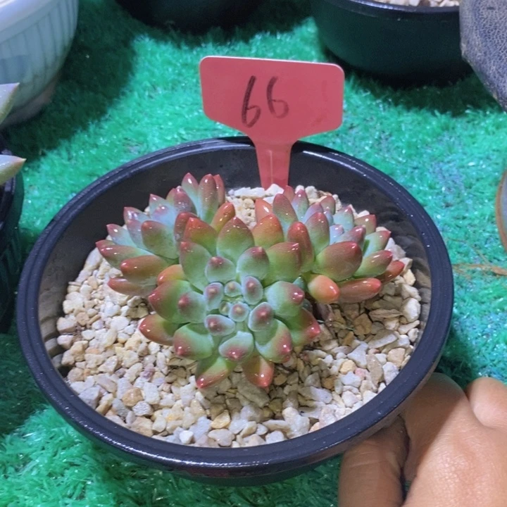你就不要在联系我们吧