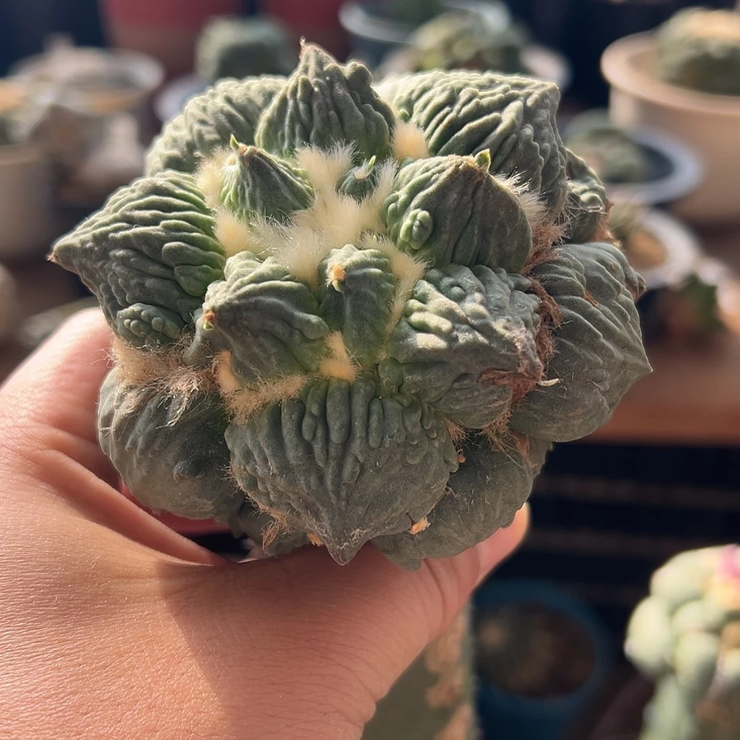 无花朵356丸尤怒mmmmmmmmm