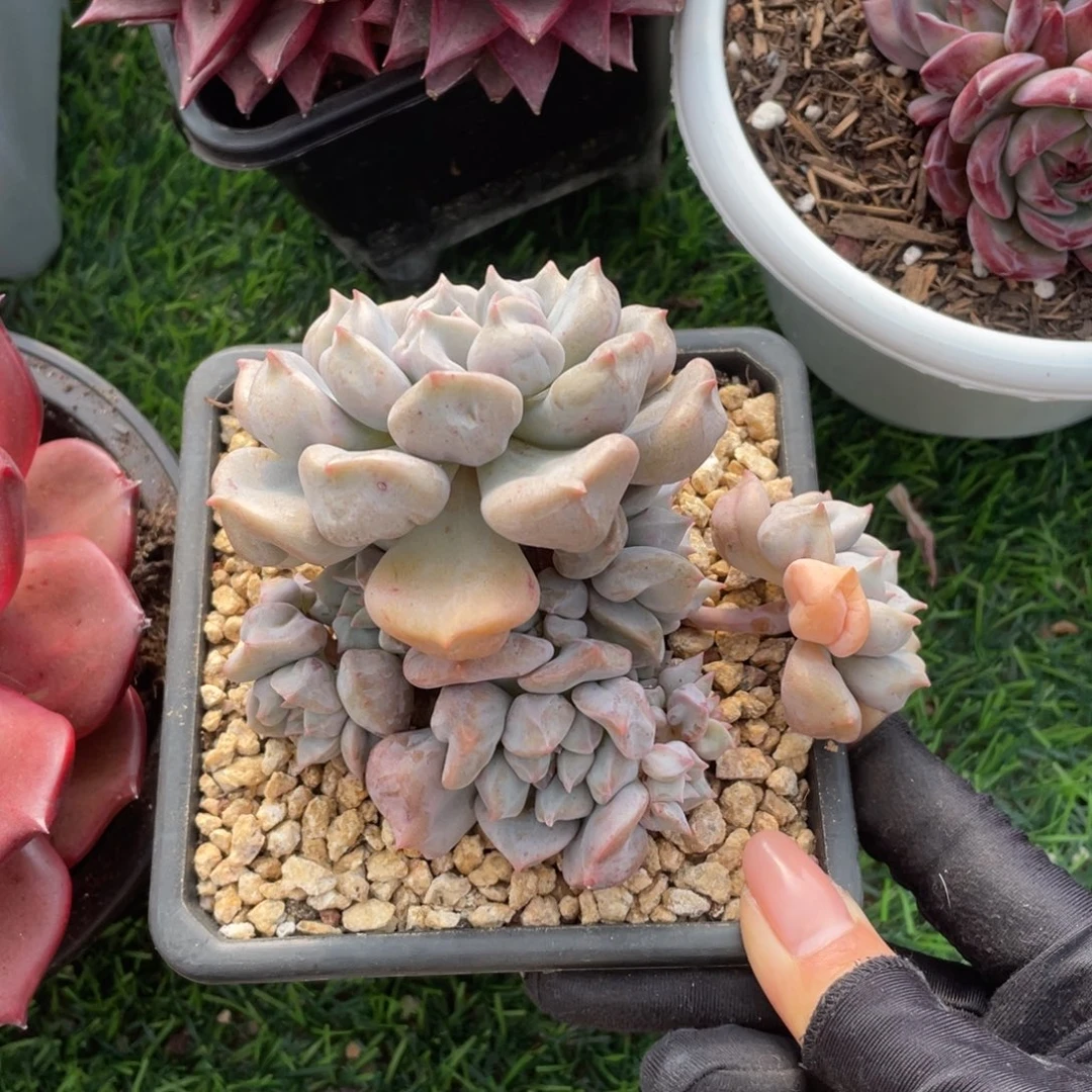 超奶冠幅12 公分一物一拍